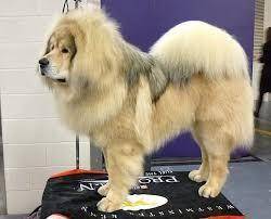 Are these dogs cute?? they are a ''tibetan mastiff''
