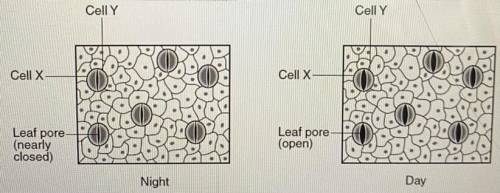 14. The diagram below represents changes in the sizes of openings present in leaves as a result of
