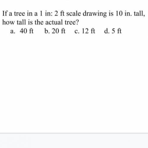 If a tree in a 1 in: 2 ft scale drawing is 10 intall, how tall is the actual tree? a. 40 ft b. 20 f