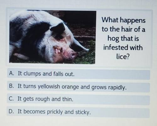 What happens to the hair of a hog that is infested with lice?