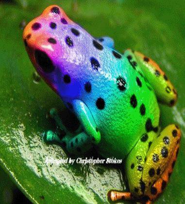 CALLING ALL LGBTQ+ 
I have a suggestion can we please make frogs the new lgbtq+ mascot