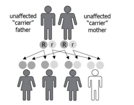 The image shows a cross between a father and a mother who are carriers for a genetic disease.

Wha