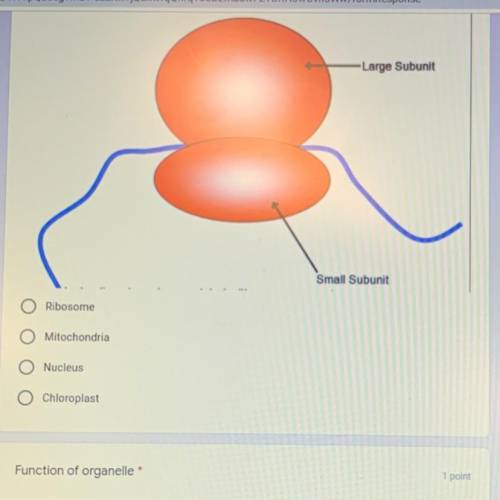 Identify the organelle *

1 point
-Large Subunit
Small Subunit
Ribosome
O Mitochondria
O Nucleus
O