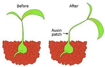 A scientist wants to observe how a plant reacts to a certain type of auxin hormone that the plant n
