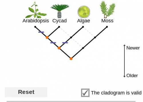 Based on your cladogram, from oldest to newest, in what order did the three characteristics (flower