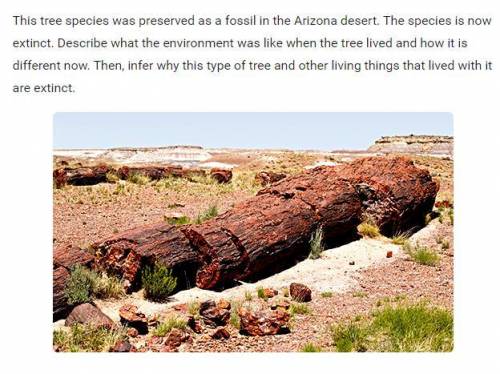PLEASE HELP ASAP!

This tree species was preserved as a fossil in the Arizona desert. The species