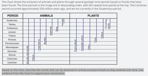Based on the chart, describe the trends that can be observed in animal and plant fossils as they ev