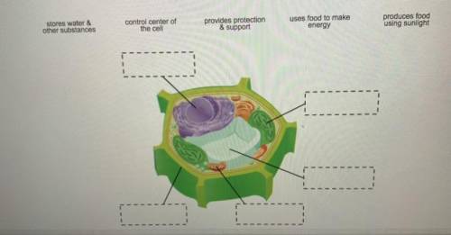 Directions: Drag each label to the correct location on the image.

A diagram of a plant cell is sh