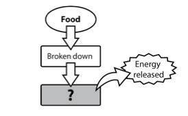 The diagram provided is an incomplete concept map for the process plants use to get energy from foo