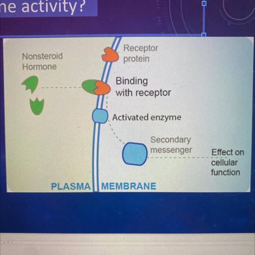 How do hormones affect gene activity?