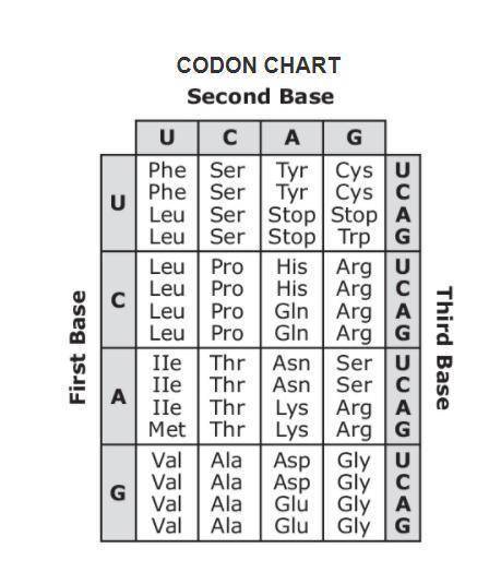 Using the codon chart, which mutated mRNA sequence would NOT result in a change in the organism's p