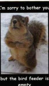 Hungry squirrel be like: I'm sorry to bother you,but the bird feeder is empty.