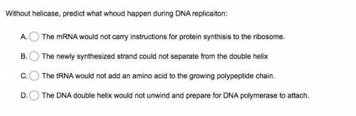 Without helicase, predict what would happen during DNA replication