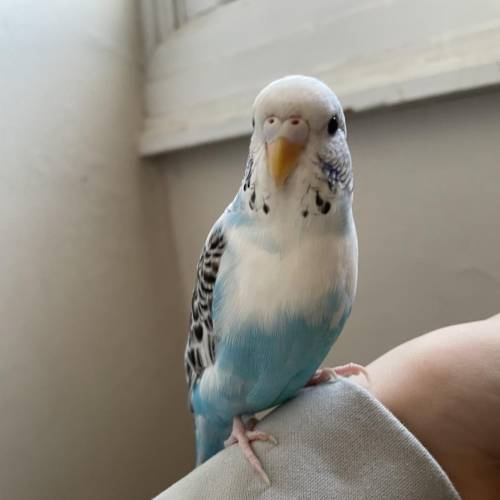 So this is one on my budgies Azula, and I can’t tell if she’s a boy or a girl can some tell me? I t