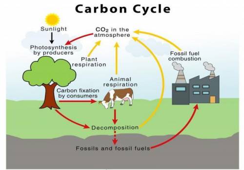Consider the picture of the carbon cycle. Carbon dioxide is a small portion of the gases in our atm