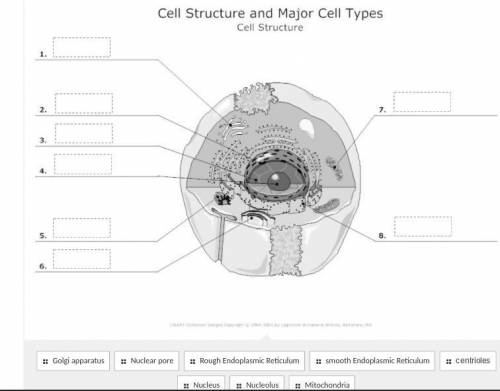 Cell structure and major cell types