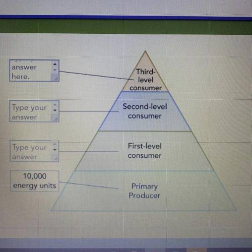 Only about 10 percent

of the energy from each
level of an energy
pyramid is available to
the trop