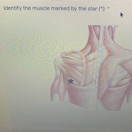 Identify the muscle marked by the star (*): *
*