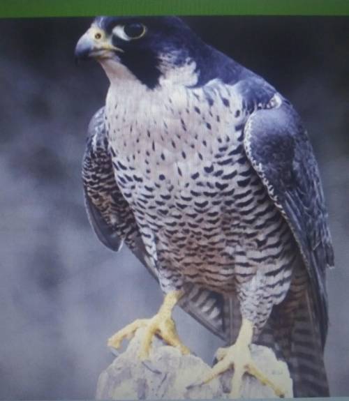 Look at the feet of this peregrine falcon. Explain how they help make this bird well-adapted to fee