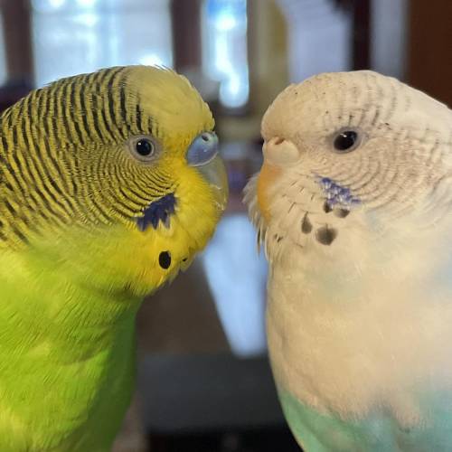 Hi Y’all look at this cute pic of my budgies!