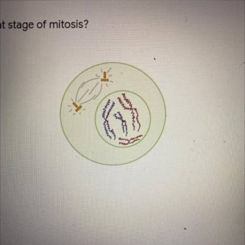 This cell is in what stage of mitosis?