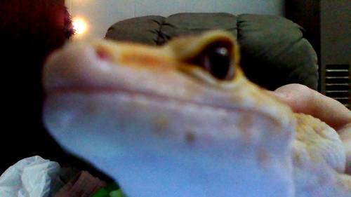 Ereidnauer pls you only answer the gecko says be honest or I delete your answer if you not her