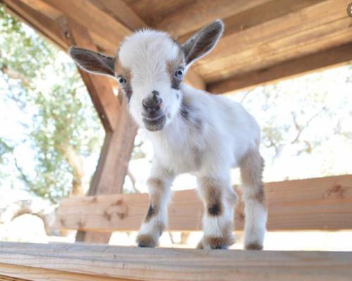 Yall who has goats i want onee