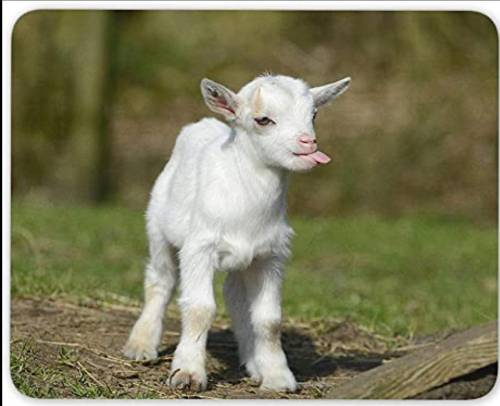 Yall who has goats i want onee