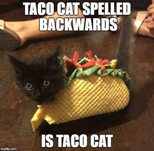 Am a taco kitty cat * meow * taco night