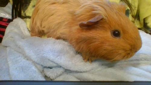 I'm selling my guinea pig today :(