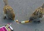 would u rather light up with me and we could like be chilies like these two birds OR would u rather