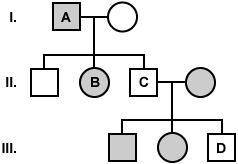 The family tree below shows the trait of having attached earlobes. Having attached earlobes is rece