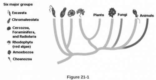 URGENT BIOLOGY. Based on Figure 21-1 (picture), which of the major groups of protists is MOST close