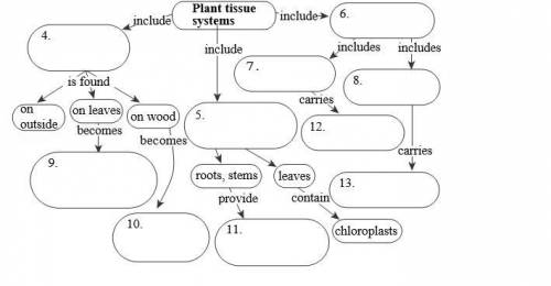 Fill in the concept map below with supporting details about the three tissue systems of plants.