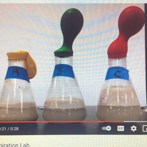 YEAST LAB !13points
 

1. What gas is slowly filling up the balloons?
2. Would that gas be a produc
