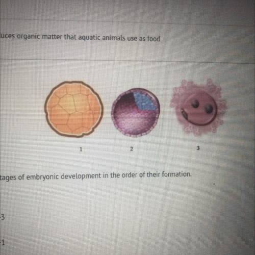 Arrange the stages of embryonic development in the order of their formation,