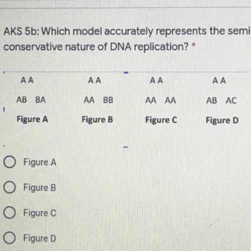 Which model accurately represents the semi-
conservative nature of DNA replication? *