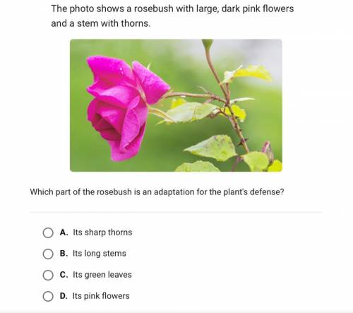 The photo shows a rosebush with large, dark pink flowers

and a stem with thorns.
Which part of th
