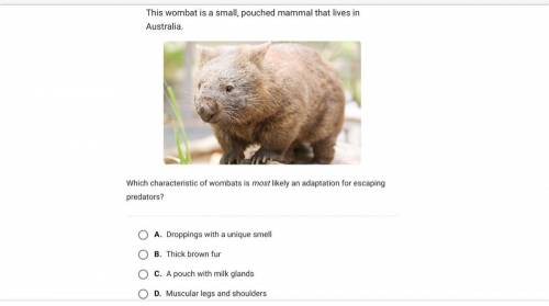 This wombat is a small, pouched mammal that lives in Australia.Which characteristic of wombats is m