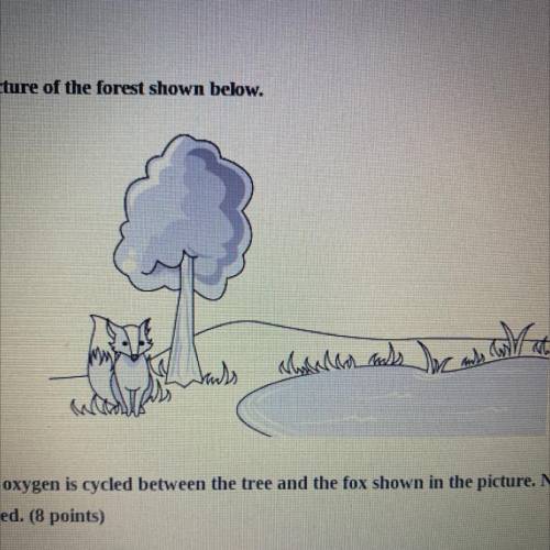 Explain how carbon dioxide is cycled between the tree and fox. Name the specific processes involved