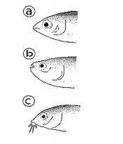 ASAP I NEED HELP, I GIVE COINS!

Which of the following fish would eat on the bottom of a lake or