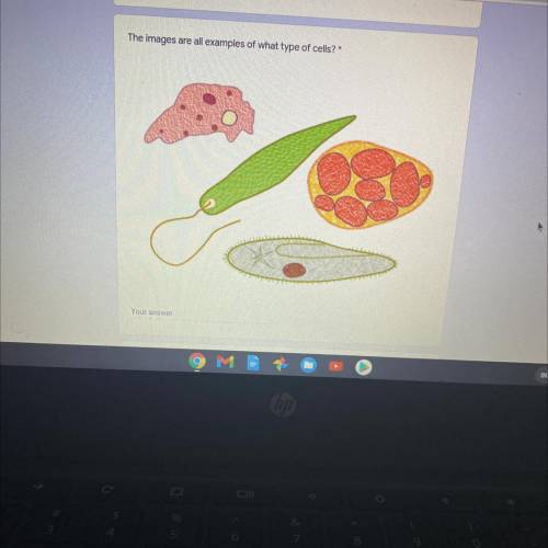 The images are all examples of what type of cells?