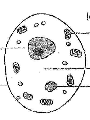 Is this a plant cell or animal cell and how do u know