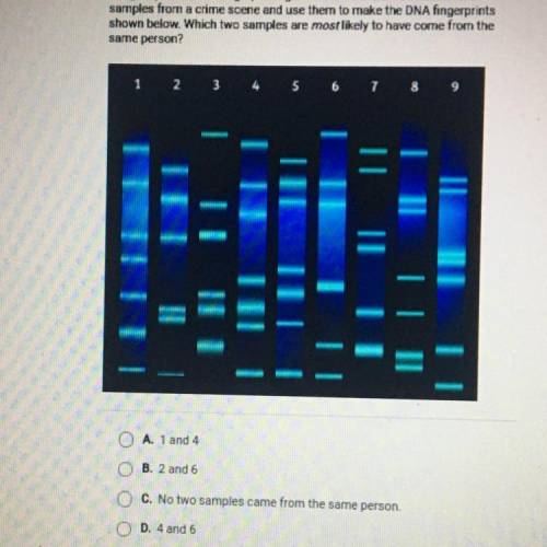 50 POINTS!

Imagine you do DNA fingerprinting in a forensics lab. You obtain nine
samples from a c