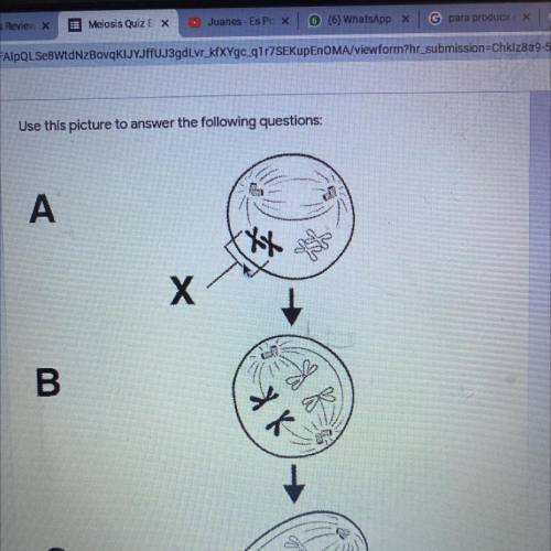 The structure labeled. “X” represents:

a) A tetrad 
b) Daughter cells 
c) DNA replication