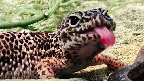 What makes leapord geckos good pets and hunters