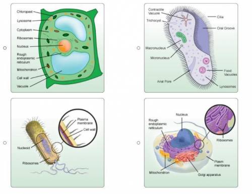 PLEASE HELP ME, ILL GIVE BRAINLIEST
Which image is a correctly labeled prokaryotic cell?