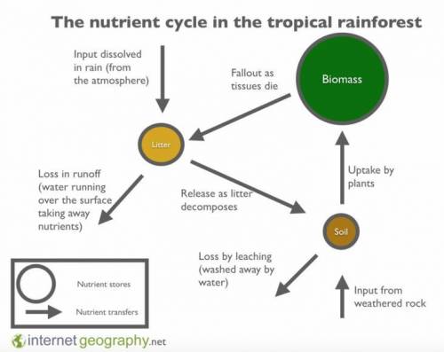 Explain why the nutrient cycle is so efficient in the tropical rainforest.