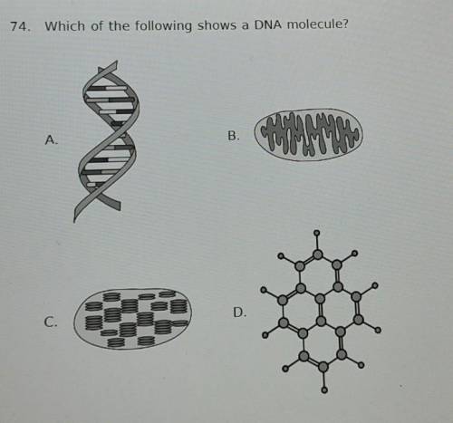 Which of the following shows a DNA molecule ?