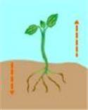 A growing plant is shown below.

Which of the following is a plant’s response to gravity that caus